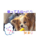 ぱぴぱぴパピヨン8（個別スタンプ：10）