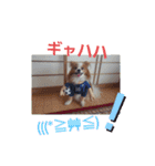 ぱぴぱぴパピヨン8（個別スタンプ：12）