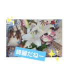 ぱぴぱぴパピヨン8（個別スタンプ：16）