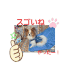 ぱぴぱぴパピヨン8（個別スタンプ：18）