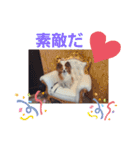 ぱぴぱぴパピヨン8（個別スタンプ：20）