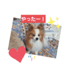 ぱぴぱぴパピヨン8（個別スタンプ：22）