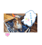 ぱぴぱぴパピヨン8（個別スタンプ：23）