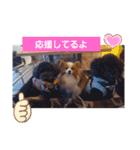 ぱぴぱぴパピヨン8（個別スタンプ：24）