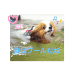 ぱぴぱぴパピヨン8（個別スタンプ：26）