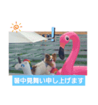 ぱぴぱぴパピヨン8（個別スタンプ：27）