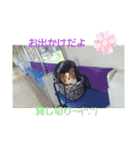 ぱぴぱぴパピヨン8（個別スタンプ：29）