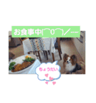 ぱぴぱぴパピヨン8（個別スタンプ：30）