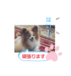 ぱぴぱぴパピヨン8（個別スタンプ：32）