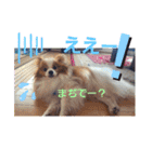 ぱぴぱぴパピヨン8（個別スタンプ：34）