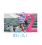 ぱぴぱぴパピヨン8（個別スタンプ：35）