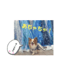 ぱぴぱぴパピヨン8（個別スタンプ：36）