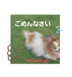 ぱぴぱぴパピヨン8（個別スタンプ：37）