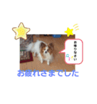 ぱぴぱぴパピヨン8（個別スタンプ：38）