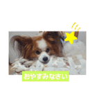 ぱぴぱぴパピヨン8（個別スタンプ：39）