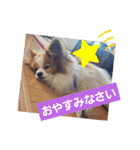 ぱぴぱぴパピヨン8（個別スタンプ：40）