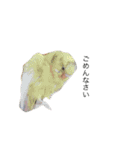インコ6（個別スタンプ：1）