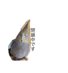 インコ6（個別スタンプ：2）