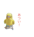 インコ6（個別スタンプ：3）