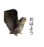 インコ6（個別スタンプ：4）