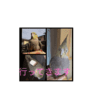 インコ6（個別スタンプ：5）
