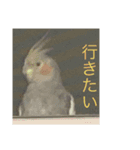 インコ6（個別スタンプ：6）