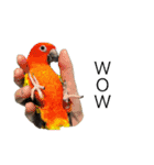 インコ6（個別スタンプ：7）