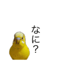 インコ6（個別スタンプ：8）