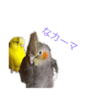 インコ6（個別スタンプ：9）