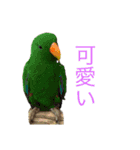 インコ6（個別スタンプ：10）