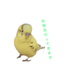 インコ6（個別スタンプ：11）