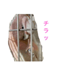 インコ6（個別スタンプ：14）