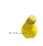 インコ6（個別スタンプ：15）