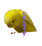 俺のピーちゃん（個別スタンプ：15）