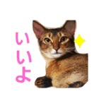 ホッケスタンプ2（個別スタンプ：5）