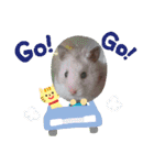 ハムスター ぼん（個別スタンプ：16）
