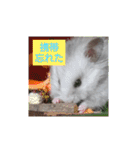 ハムスター ぼん（個別スタンプ：29）