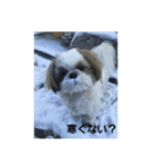 可愛いワン？     2（個別スタンプ：7）