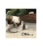 可愛いワン？     2（個別スタンプ：8）