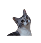 組み合わせ自由な猫スタンプ～English～（個別スタンプ：6）