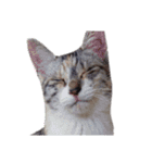 組み合わせ自由な猫スタンプ～English～（個別スタンプ：22）