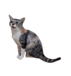 組み合わせ自由な猫スタンプ～English～（個別スタンプ：32）