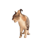 組み合わせ自由な猫スタンプ～English～（個別スタンプ：37）
