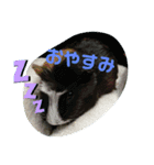 アニマルスタンプ日常語（個別スタンプ：4）