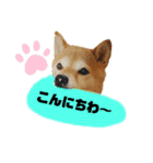 柴犬花ちゃん、神戸在住（個別スタンプ：1）