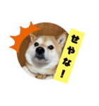 柴犬花ちゃん、神戸在住（個別スタンプ：2）