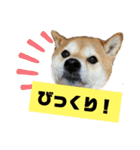 柴犬花ちゃん、神戸在住（個別スタンプ：3）