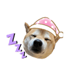 柴犬花ちゃん、神戸在住（個別スタンプ：4）
