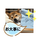 柴犬花ちゃん、神戸在住（個別スタンプ：6）