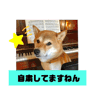 柴犬花ちゃん、神戸在住（個別スタンプ：9）